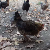 مرغ و بقلمون محلی اصل|حیوانات مزرعه|هشتگرد, کوی بهروز|دیوار