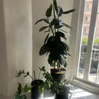 تعویض خاک گلدان و باغچه کاری گیاه پزشک در محل|خدمات باغبانی و درختکاری|تهران, سعادت‌آباد|دیوار