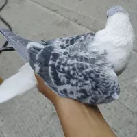 کفتر تهرانی و رنگی