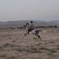 اسب مادیان|اسب و تجهیزات اسبسواری|زرین دشت (فارس), |دیوار