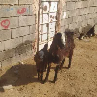 بزفروشی|حیوانات مزرعه|خوشاب, |دیوار