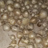 موسیر تازه