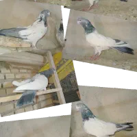 کله دمسبز و سرکه ای