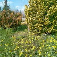 زمین مسکونی وباغی به مساحت۱۱۴۶ متر مربع|فروش زمین و ملک کلنگی|صومعه‌سرا, |دیوار