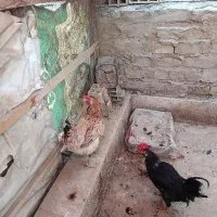 خروس گلین. قفس بزرگ
