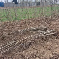 فروش درخت گردو چندلر پیوندی