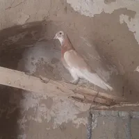 جفت شازده زرد کورکورو|پرنده|جزنیک, |دیوار