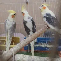 عروس هلندی|پرنده|تهران, بریانک|دیوار