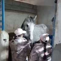 آموزش صفر تا صد سوارکاری