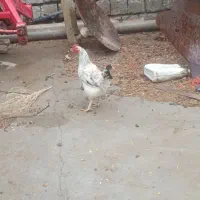 مرغ محلی تخم گزار