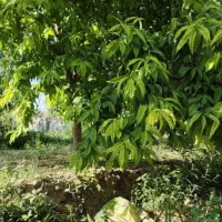 باغچه و باغ شرایطی /شیک /آماده ساخت/درختی|فروش زمین و ملک کلنگی|تهران, شهرک آزادی|دیوار