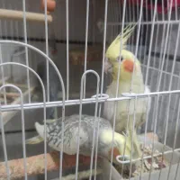 عروس هلندی مولد