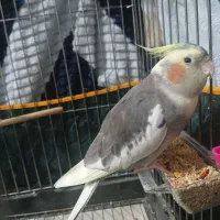 عروس هلندی سخنگو|پرنده|جیرفت, |دیوار