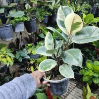 فیکوس کوچک فقط ۶۵