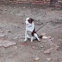 سگ پاکوتاه  روستای|سگ|گنبد کاووس, |دیوار