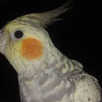 عروس هلندی دستی و سالم