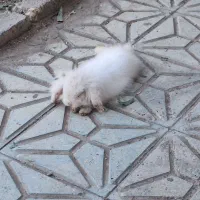 خرگوش مینی لوپ  ترکیش چشم ابی|موش و خرگوش|ساوه, |دیوار