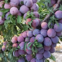 نهال درجه یک و تضمینی نقده