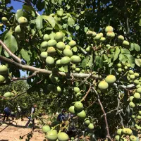 فروش انواع ارقام نهال با ضمانت نامه کتبی