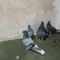 کبوتر سبز دم سفید