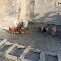 مرغ و خروس