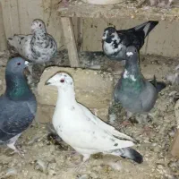 کبوتر|پرنده|مشهد, پارک کوهستان|دیوار