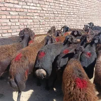 سی راس گوسفند قزل افشار درجه یک همه جوان آبستن|حیوانات مزرعه|میاندوآب, |دیوار