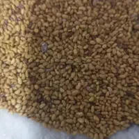 فروش بذریونجه اصل همدان