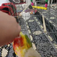 گرینچیک باهوش و نر|پرنده|ماهدشت, |دیوار