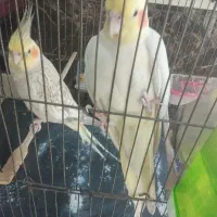 عروس هلندی نر و ماده رام دستی