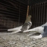 فروش کبوتر نقش|پرنده|تفت, |دیوار