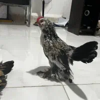 مرغ و خروس کوشین بلژیکی نژاد خاص