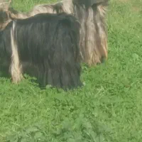 بز و بیگ داشتی|حیوانات مزرعه|شوشتر, |دیوار