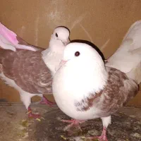 یک جفت کبوتر دوکت