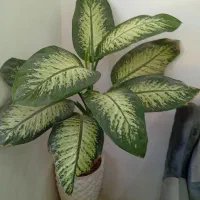 گل دیفن باخیا