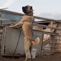 توله سگ سرابی و پژدر اصیل با ابهت ونگهبان سفت