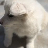 توله اشپیتز