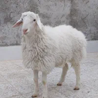 بره نر گوسفند|حیوانات مزرعه|زاهدان, |دیوار