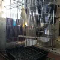 قفس پرنده درحد نو سایز بزرگ|لوازم جانبی حیوانات|زنجان, |دیوار