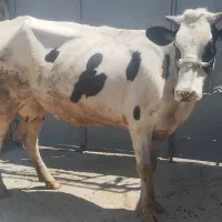 گاو یا گوساله گوشتی