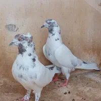 سه عدد ماده مایه کفتر واقعی ساعتی