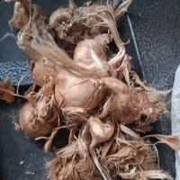 پیاز زعفران کلا ۱۰کیلو