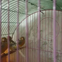 سه عدد قناری ماده فروشی دانه ای ۸۰۰ تومن|پرنده|کبودرآهنگ, |دیوار