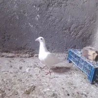 کبوتر|پرنده|تایباد, |دیوار