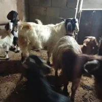 فروش گوسفند