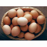 تخم مرغ بومی (نراق )