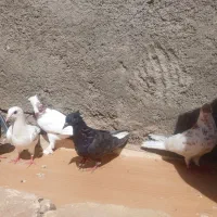 کفتر