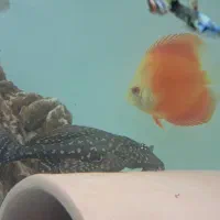 ماهی دیسکس و کت اسپورت|ماهی|گناباد, |دیوار