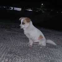 سگ پاکوته بازیگوش