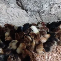 انواع‌جوجه‌کاکلیوخروس